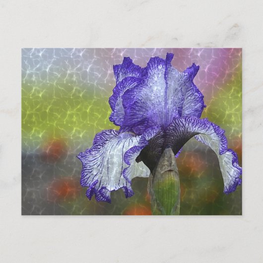 Hübsch Lila Iris Postkarte (Vorderseite)