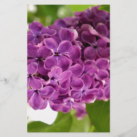 Hübsch Lilac Briefpapier (Vorderseite)