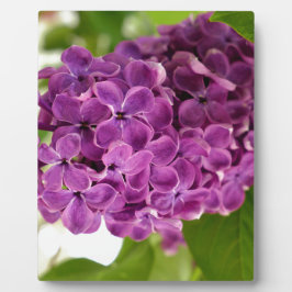 Hübsch Lilac Fotoplatte