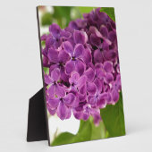 Hübsch Lilac Fotoplatte (Seite)