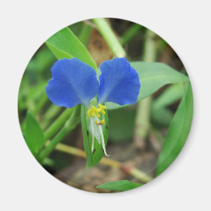 Hübsch Little Blue Blume Magnet