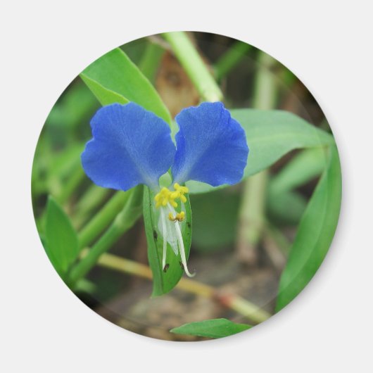 Hübsch Little Blue Blume Magnet (Vorne)