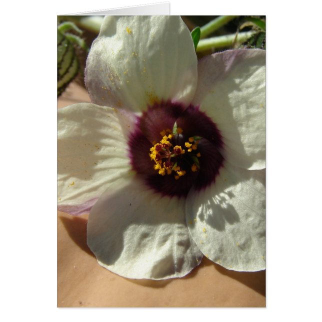 Hübsch Little White Blume (Vorne)