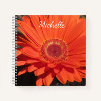 Hübsch Orange Daisy Blume Foto Name
