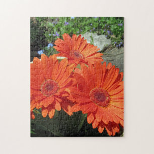 Hübsch Orange Daisy Blume Foto Puzzle