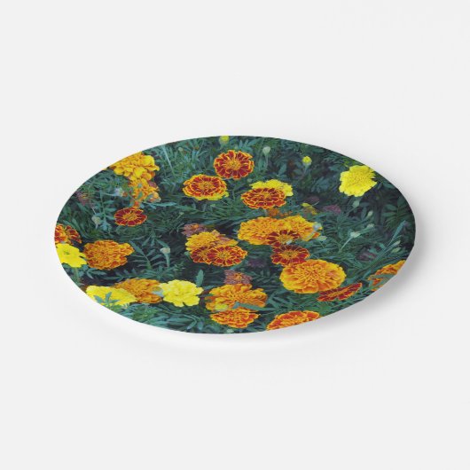 Hübsch Orange Marigolds Foto Pappteller (Schrägansicht)