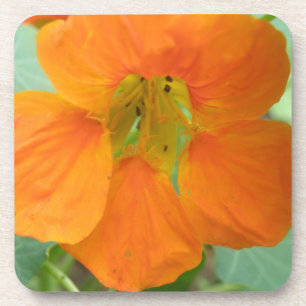 Hübsch Orange Nasturtium Blume Cork Untersetzer