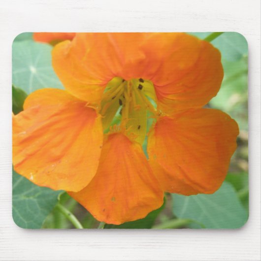 Hübsch Orange Nasturtium Blume Mousepad (Vorne)