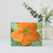 Hübsch Orange Nasturtium Blume Postkarte (Stehend Vorderseite)