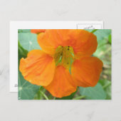 Hübsch Orange Nasturtium Blume Postkarte (Vorne/Hinten)