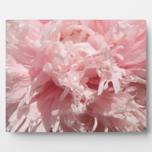 Hübsch Pale Pink Poppy Plaque Fotoplatte (Vorderseite)