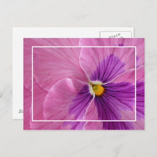 Hübsch Pansie Postcard Postkarte (Vorne/Hinten)