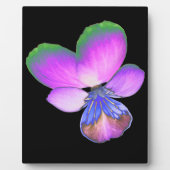 Hübsch Pansy Plaque Fotoplatte (Vorderseite)