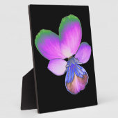 Hübsch Pansy Plaque Fotoplatte (Seite)