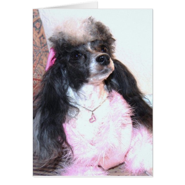 Hübsch Parti Poodle "Bretagne" (Vorne)