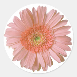 Hübsch Peach Gerber Daisy Sticker