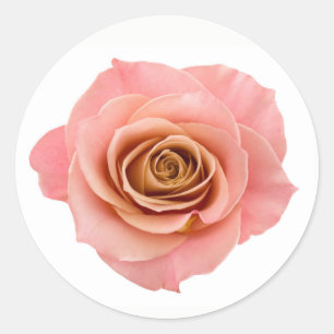 Hübsch Peach Pink Fotografische Rose Blume Runder Aufkleber
