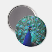 Hübsch Peacock Magnet (Vorderseite/Rückseite)