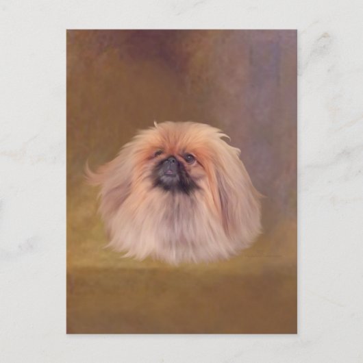 Hübsch Pekingese Postkarte (Vorderseite)