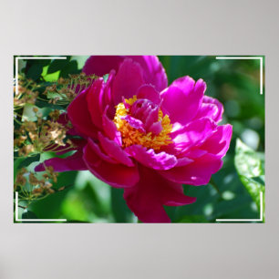 Hübsch Peony Poster