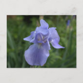 Hübsch Periwinkle Iris Garden Postkarte (Vorderseite)