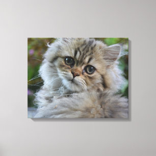 Hübsch Persian Kitten Leinwanddruck