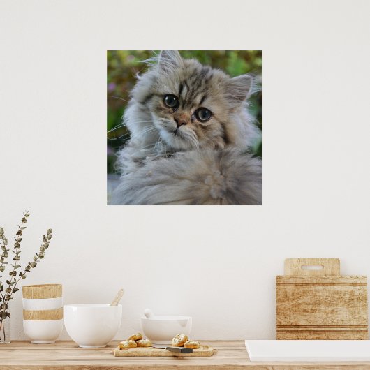 Hübsch Persian Kitten Poster (Küche)