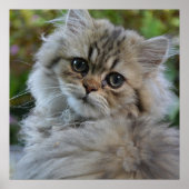 Hübsch Persian Kitten Poster (Vorne)
