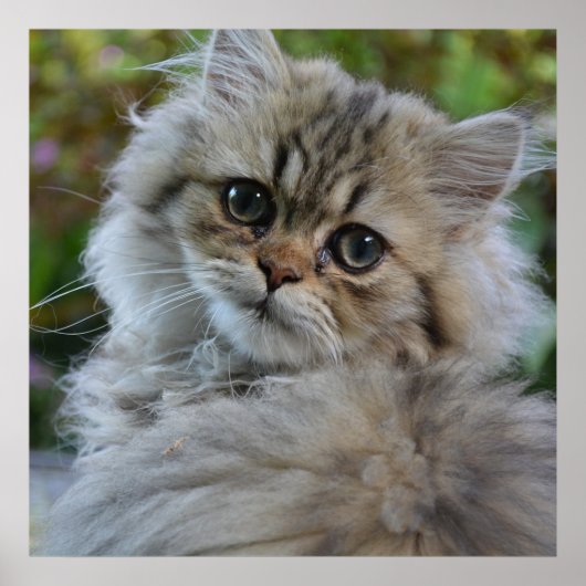 Hübsch Persian Kitten Poster (Vorne)