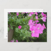 Hübsch Petunias Postkarte (Vorne/Hinten)