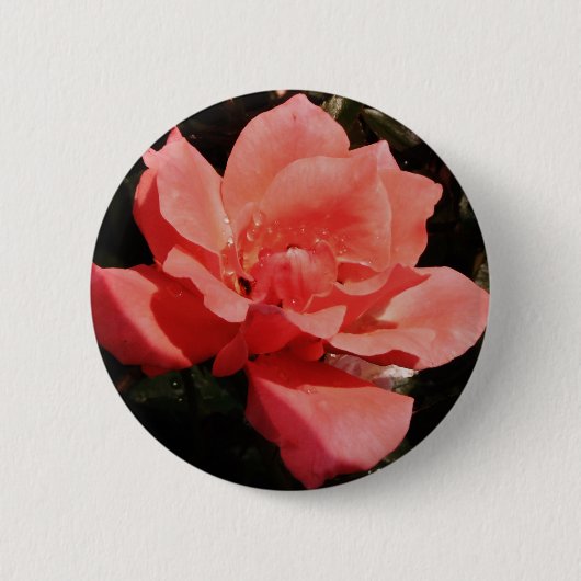 Hübsch Pfirsiche Rosa Rose Button (Vorderseite)