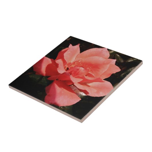 Hübsch Pfirsiche Rosa Rose Fliese (Seite)