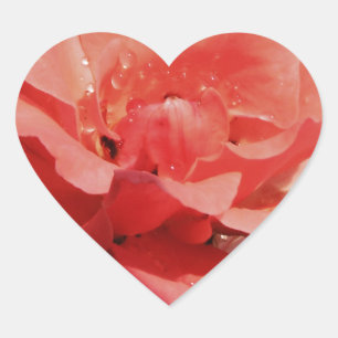 Hübsch Pfirsiche Rosa Rose Herz-Aufkleber