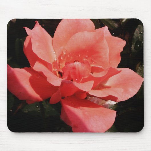 Hübsch Pfirsiche Rosa Rose Mousepad (Vorne)