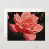 Hübsch Pfirsiche Rosa Rose Postkarte (Vorne/Hinten)