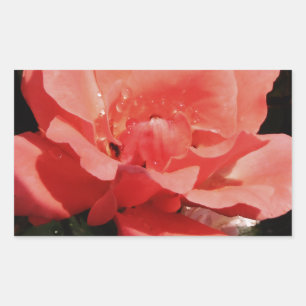 Hübsch Pfirsiche Rosa Rose Rechteckiger Aufkleber