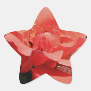 Hübsch Pfirsiche Rosa Rose Stern-Aufkleber