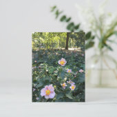 Hübsch Pink Blume Central Park NYC Frühjahr Foto Postkarte (Stehend Vorderseite)