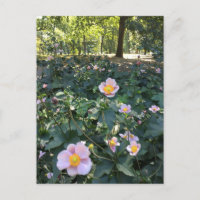 Hübsch Pink Blume Central Park NYC Frühjahr Foto