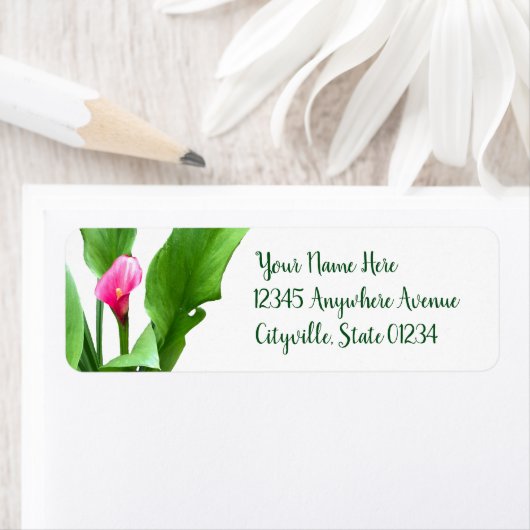 Hübsch Pink Calla Lily (Insitu)