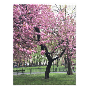 Hübsch Pink Cherry Blossom Tree NYC New York City Fotodruck