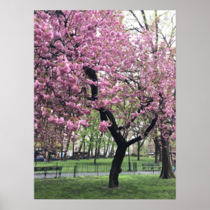 Hübsch Pink Cherry Blossom Tree NYC New York City Poster