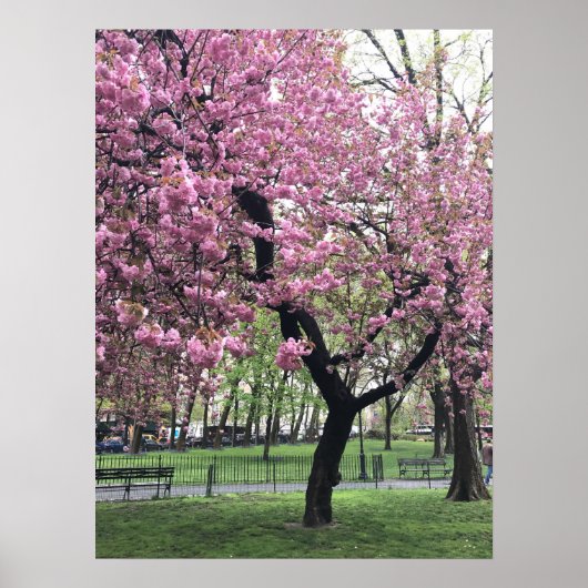 Hübsch Pink Cherry Blossom Tree NYC New York City Poster (Vorne)
