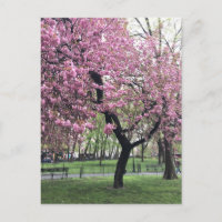 Hübsch Pink Cherry Blossom Tree NYC New York City