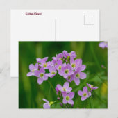 Hübsch Pink Cuckoo Blume Postkarte (Vorne/Hinten)