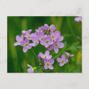 Hübsch Pink Cuckoo Blume Postkarte