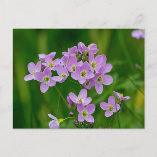 Hübsch Pink Cuckoo Blume Postkarte (Vorderseite)