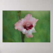Hübsch Pink Gladiolus Blume Poster (Vorne)