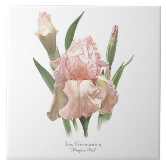 Hübsch Pink Iris Botanische Kunst Fliese (Vorderseite)