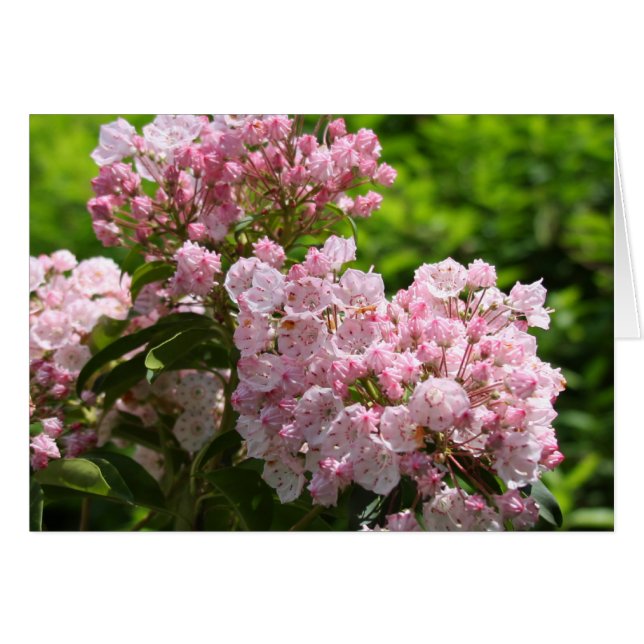 Hübsch Pink Mountain Laurel Blume (Vorderseite (Horizontal))
